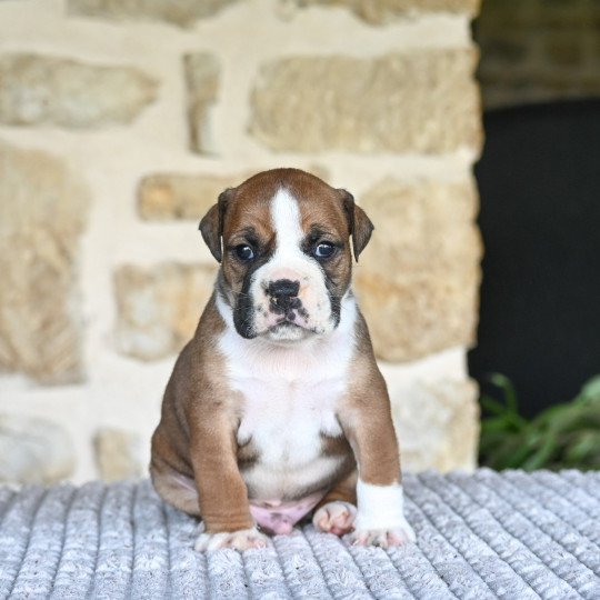 chiot Bulldog continental fauve All the day Elevage des Symphonies d'arlequin