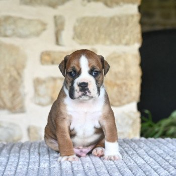 chiot Bulldog continental fauve All the day Elevage des Symphonies d'arlequin chiot Bulldog continental fauve All the day Elevage des Symphonies d'arlequin