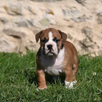 chiot Bulldog continental fauve All the day Elevage des Symphonies d'arlequin chiot Bulldog continental fauve All the day Elevage des Symphonies d'arlequin
