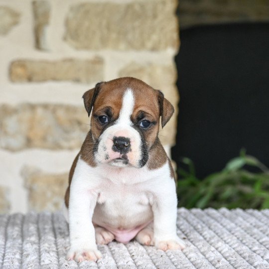 chiot Bulldog continental fauve All the same Elevage des Symphonies d'arlequin