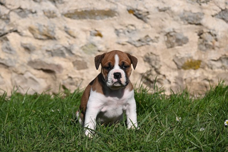 All the same Des Symphonies d'arlequin Mâle Bulldog continental