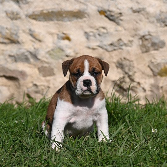 All the same Des Symphonies d'arlequin Mâle Bulldog continental