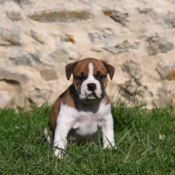 chiot Bulldog continental fauve All the same Elevage des Symphonies d'arlequin
