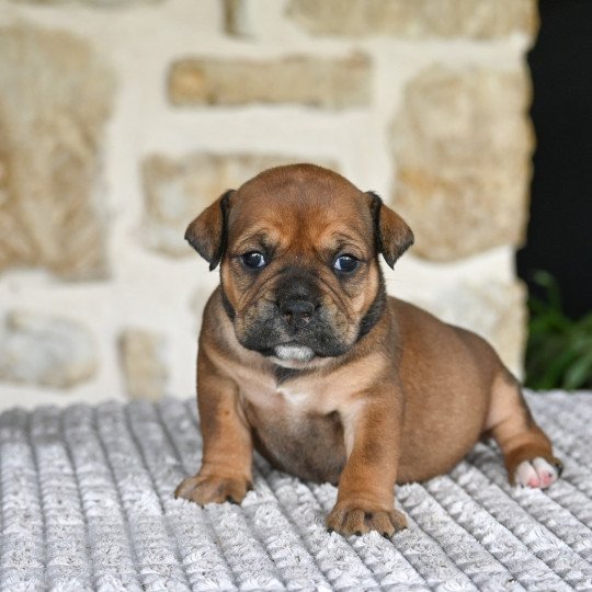 chiot Bulldog continental fauve All the time Elevage des Symphonies d'arlequin