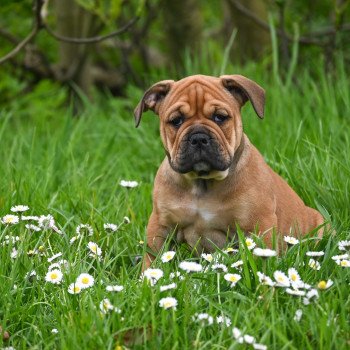 chiot Bulldog continental fauve All the time Elevage des Symphonies d'arlequin