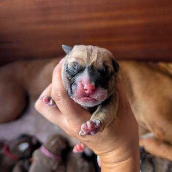 chiot Bulldog continental fauve Beautiful Day Elevage des Symphonies d'arlequin