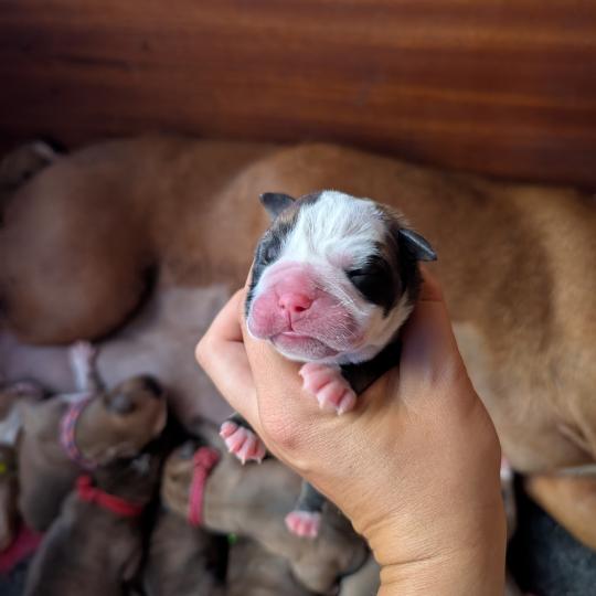 chiot Bulldog continental bringé Beautiful Liar Elevage des Symphonies d'arlequin