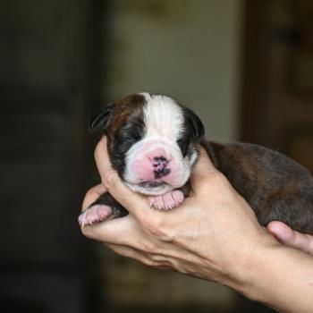 chiot Bulldog continental bringé Beautiful Liar Elevage des Symphonies d'arlequin