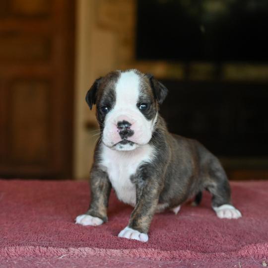 chiot Bulldog continental bringé Beautiful Liar Elevage des Symphonies d'arlequin