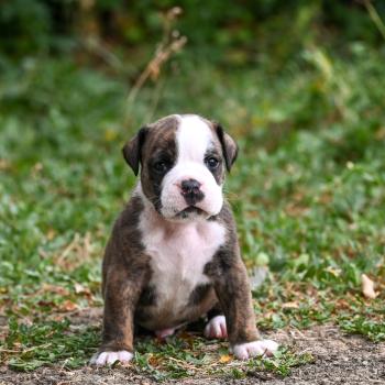 chiot Bulldog continental bringé Beautiful Liar Elevage des Symphonies d'arlequin