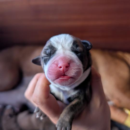 chiot Bulldog continental Beautiful one Elevage des Symphonies d'arlequin