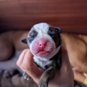 chiot Bulldog continental Beautiful one Elevage des Symphonies d'arlequin