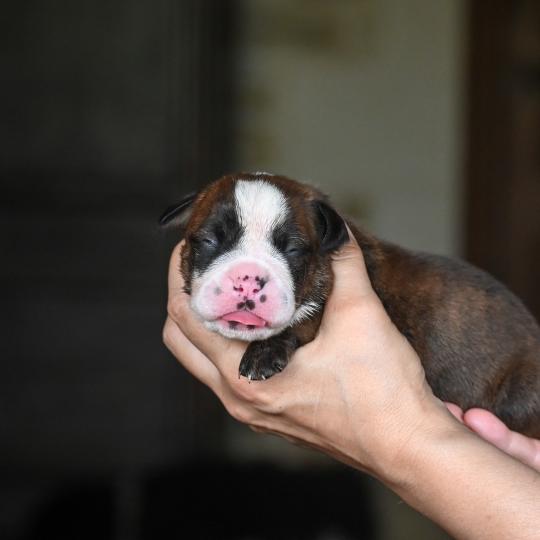 chiot Bulldog continental bringé Beautiful one Elevage des Symphonies d'arlequin
