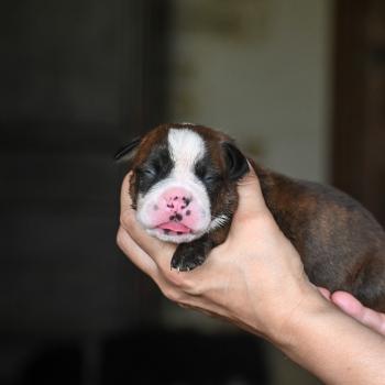 chiot Bulldog continental bringé Beautiful one Elevage des Symphonies d'arlequin