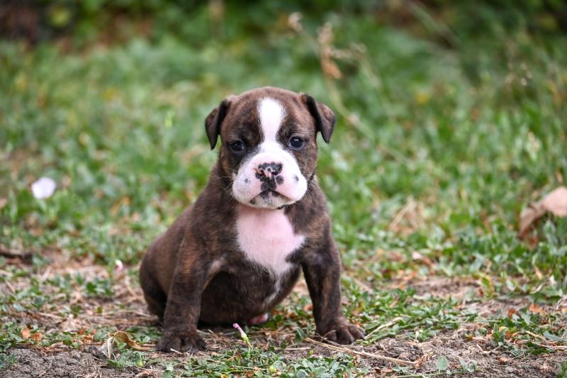 Beautiful one Des Symphonies d'arlequin Femelle Bulldog continental