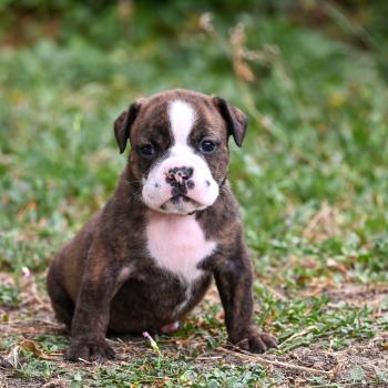 chiot Bulldog continental bringé Beautiful one Elevage des Symphonies d'arlequin