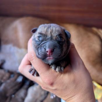 chiot Bulldog continental Beautiful things Elevage des Symphonies d'arlequin
