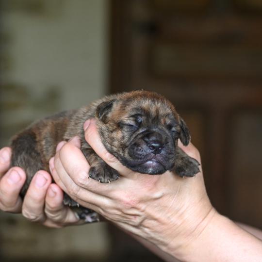 chiot Bulldog continental bringé Beautiful things Elevage des Symphonies d'arlequin