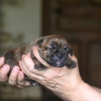 chiot Bulldog continental bringé Beautiful things Elevage des Symphonies d'arlequin