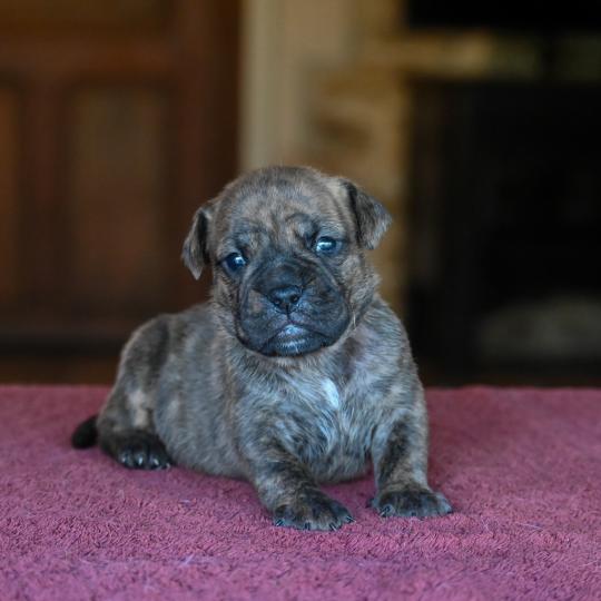 chiot Bulldog continental bringé Beautiful things Elevage des Symphonies d'arlequin