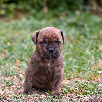 chiot Bulldog continental bringé Beautiful things Elevage des Symphonies d'arlequin