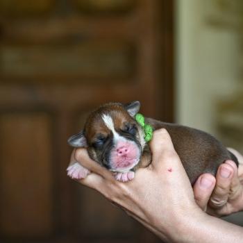 chiot Bulldog continental fauve Before i cry Elevage des Symphonies d'arlequin