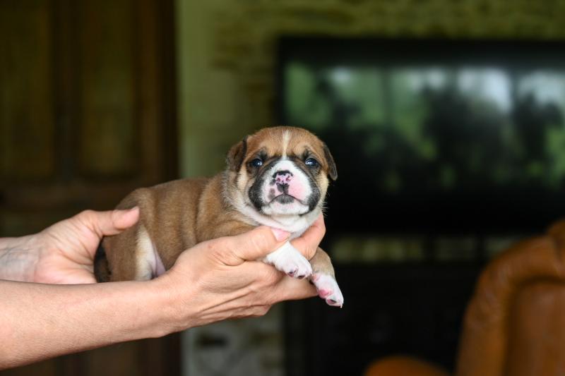 Before i cry Des Symphonies d'arlequin Mâle Bulldog continental