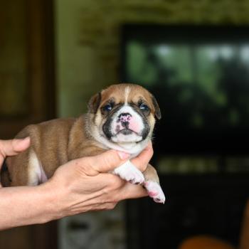 chiot Bulldog continental fauve Before i cry Elevage des Symphonies d'arlequin