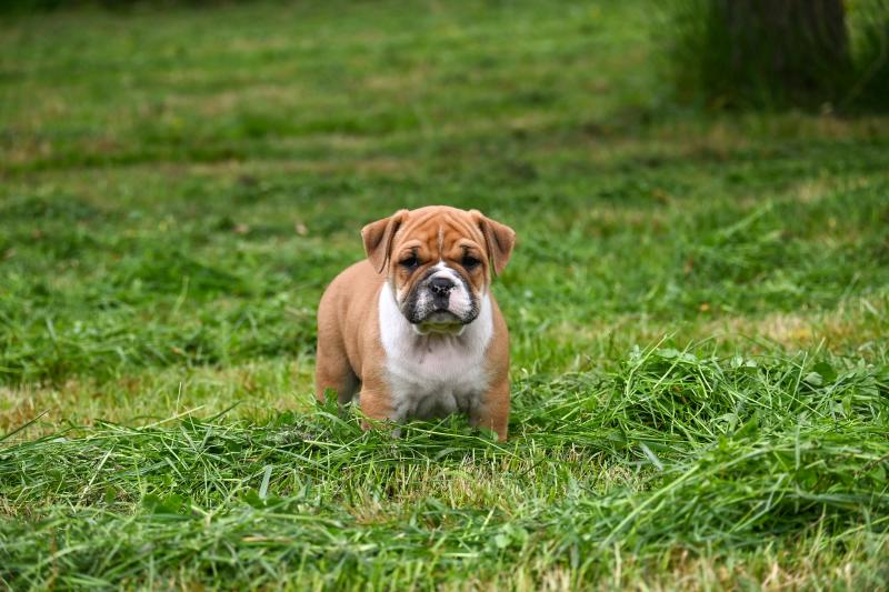 Before i cry Des Symphonies d'arlequin Mâle Bulldog continental