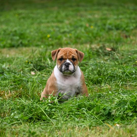 chiot Bulldog continental fauve Before i cry Elevage des Symphonies d'arlequin