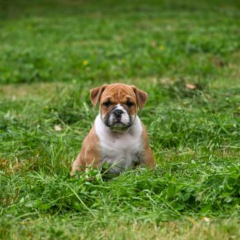 chiot Bulldog continental fauve Before i cry Elevage des Symphonies d'arlequin