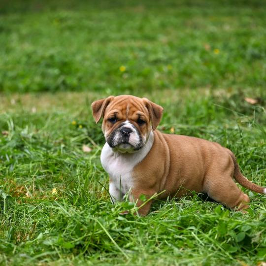 chiot Bulldog continental fauve Before i cry Elevage des Symphonies d'arlequin