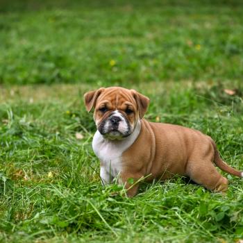 chiot Bulldog continental fauve Before i cry Elevage des Symphonies d'arlequin