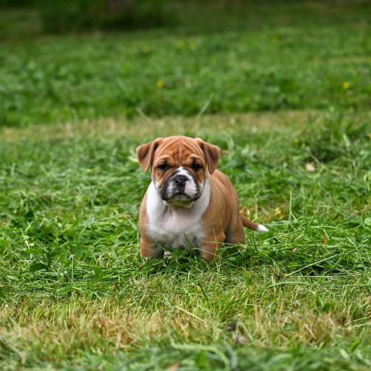 chiot Bulldog continental fauve Before i cry Elevage des Symphonies d'arlequin