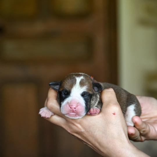 chiot Bulldog continental fauve Before i go Elevage des Symphonies d'arlequin