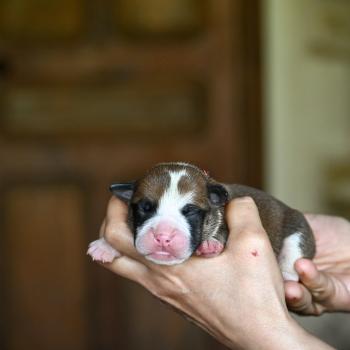 chiot Bulldog continental fauve Before i go Elevage des Symphonies d'arlequin