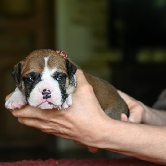 Before i go Des Symphonies d'arlequin Mâle Bulldog continental