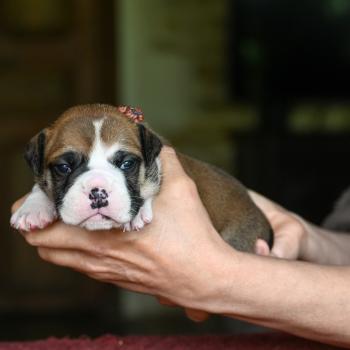 chiot Bulldog continental fauve Before i go Elevage des Symphonies d'arlequin