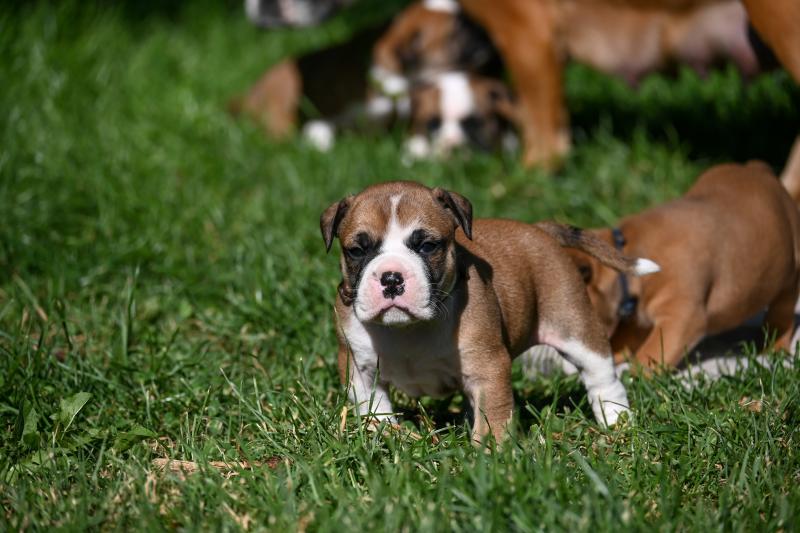 Before i go Des Symphonies d'arlequin Mâle Bulldog continental
