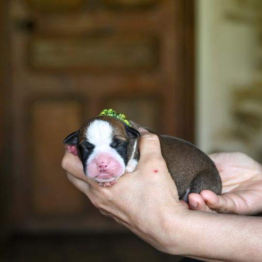 chiot Bulldog continental fauve Before i live Elevage des Symphonies d'arlequin