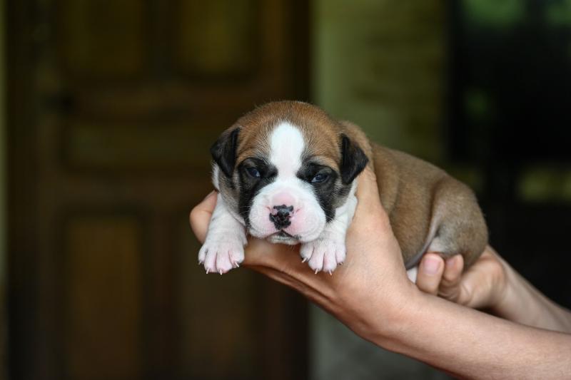 Before i live Des Symphonies d'arlequin Mâle Bulldog continental