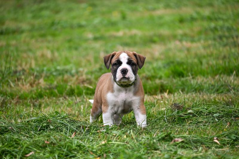 Before i live Des Symphonies d'arlequin Mâle Bulldog continental
