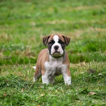 chiot Bulldog continental fauve Before i live Elevage des Symphonies d'arlequin