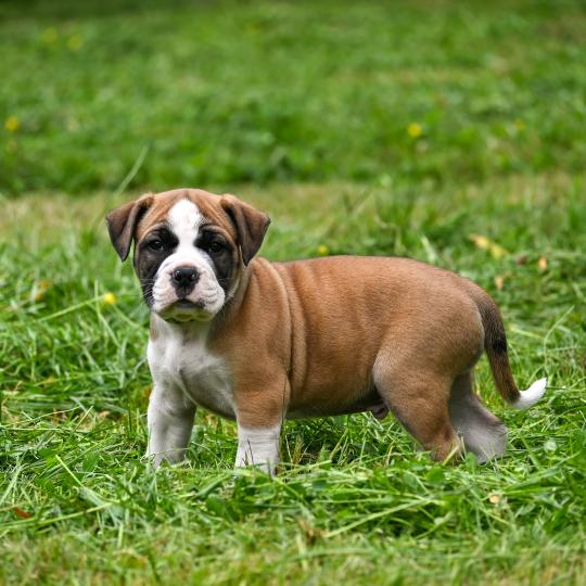 chiot Bulldog continental fauve Before i live Elevage des Symphonies d'arlequin