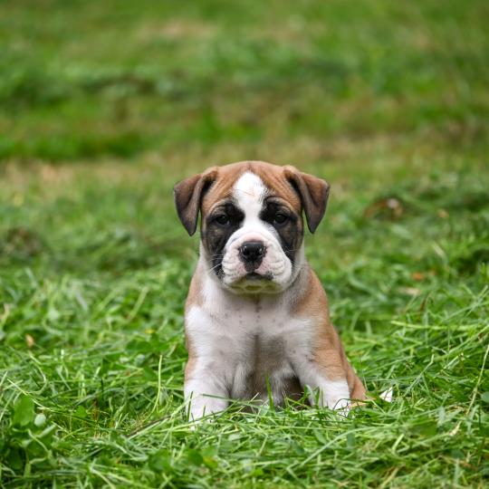 chiot Bulldog continental fauve Before i live Elevage des Symphonies d'arlequin