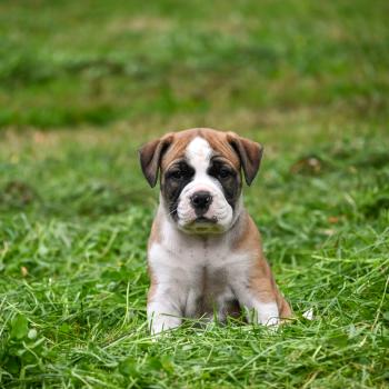 chiot Bulldog continental fauve Before i live Elevage des Symphonies d'arlequin