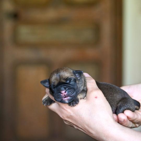 chiot Bulldog continental fauve Before sunrise Elevage des Symphonies d'arlequin