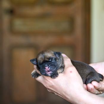 chiot Bulldog continental fauve Before sunrise Elevage des Symphonies d'arlequin
