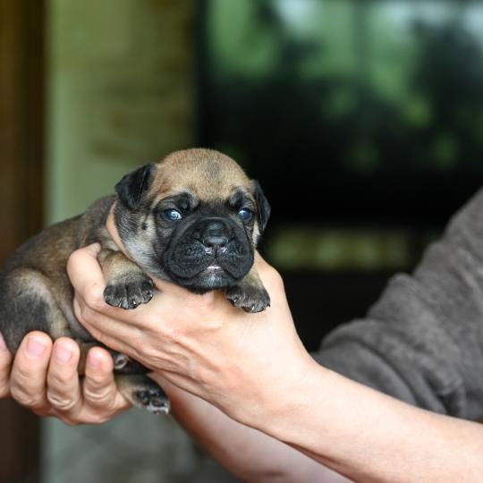 chiot Bulldog continental fauve Before sunrise Elevage des Symphonies d'arlequin