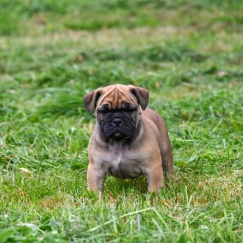 chiot Bulldog continental fauve Before sunrise Elevage des Symphonies d'arlequin